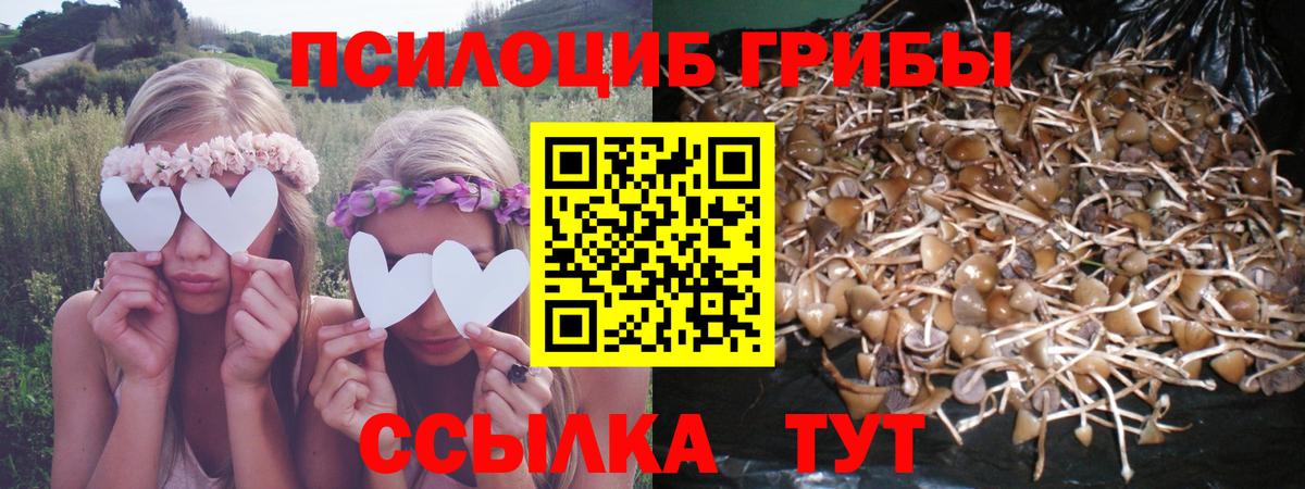 Галлюциногенные грибы Psilocybe Камышин
